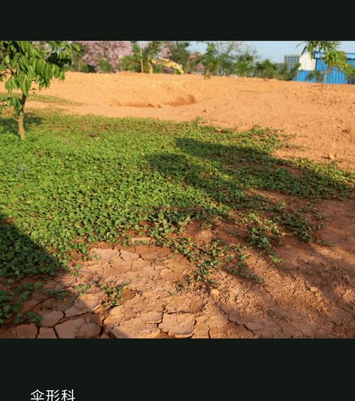 黄土适合种植草本花卉吗？种植草本花卉的条件是什么？