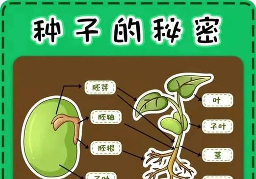 植物传播种子有哪些方法？它们各自有什么特点？