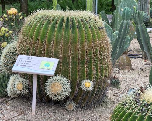 植物园有哪些稀有植物？它们有什么特别之处？