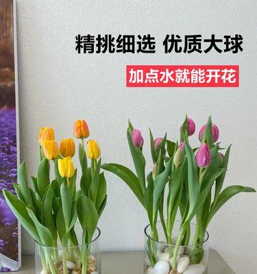 怎么制作水培植物？水培植物的制作步骤是什么？