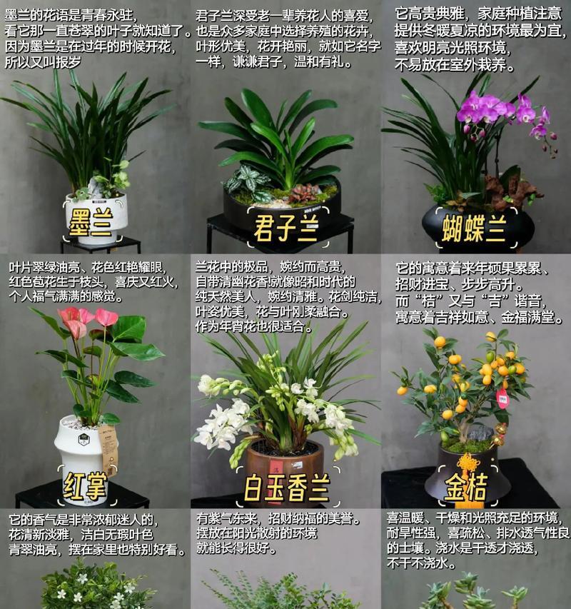 家中适合摆放哪些绿植花卉？它们的装饰效果如何？