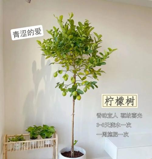 最近花卉绿植有哪些新品种？如何选择适合的绿植？