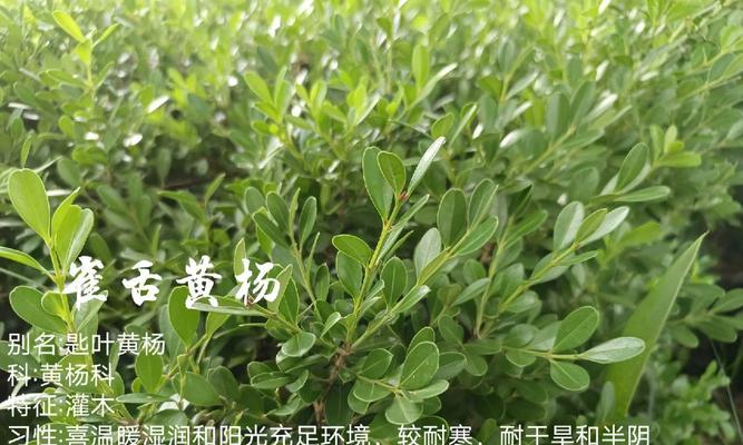 小黄杨属于什么类型的花卉植物？小黄杨的养护要点是什么？