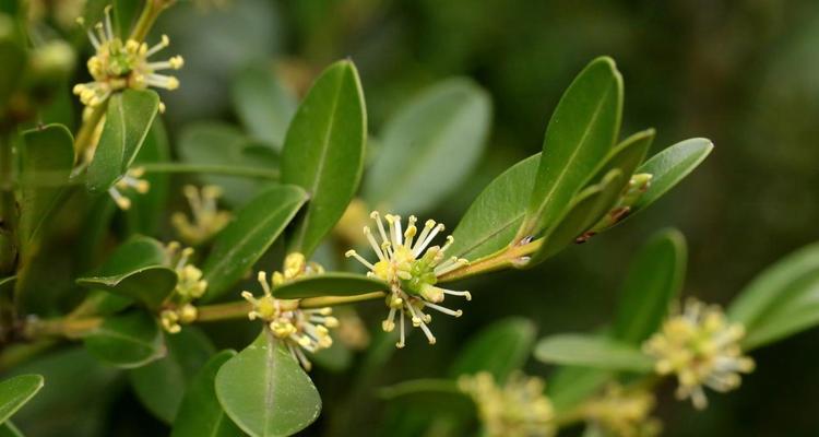 小黄杨属于什么类型的花卉植物？小黄杨的养护要点是什么？