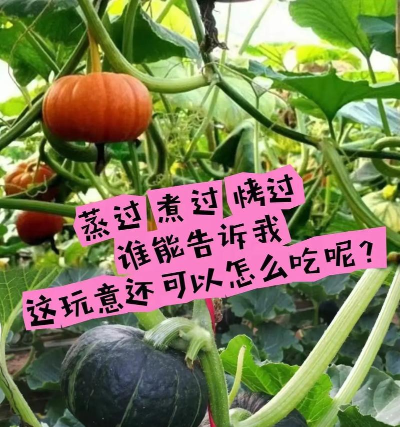 南瓜是什么植物？它的种植和食用方法有哪些？