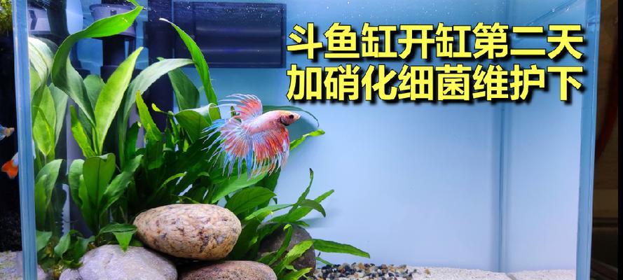 水景植物的选择标准是什么？如何进行日常维护？