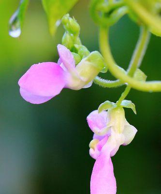 豇豆花属于什么类型的花卉？它的特点是什么？