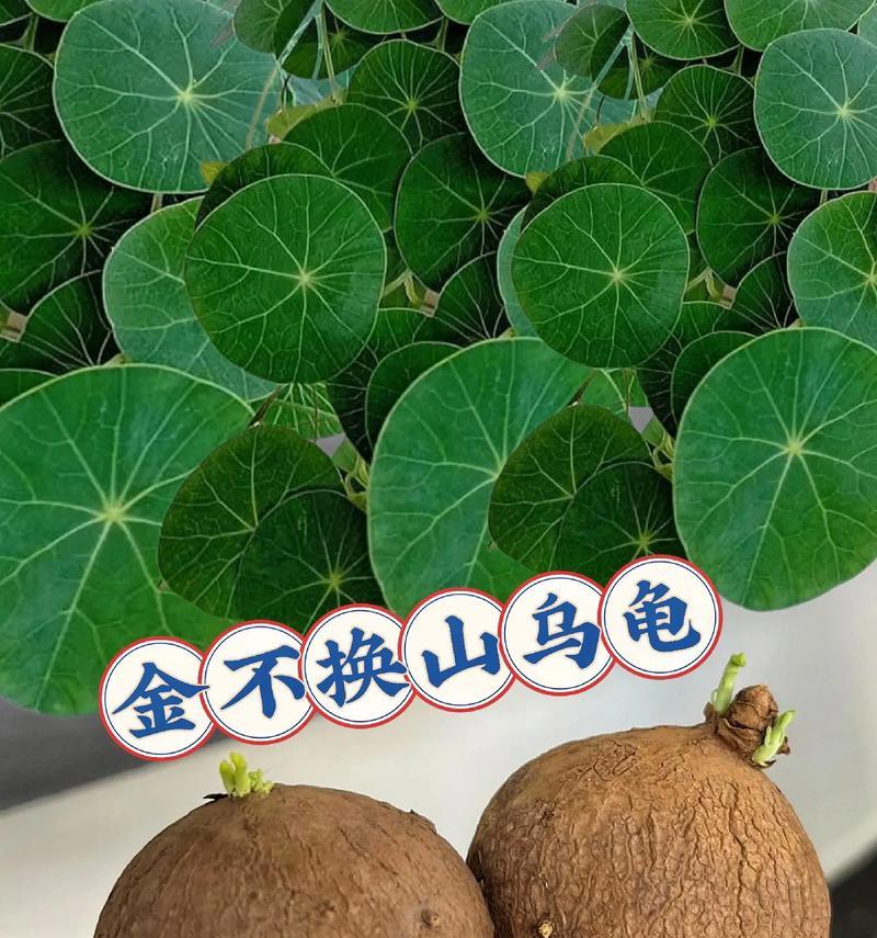 安康藤蔓植物的种类有哪些？