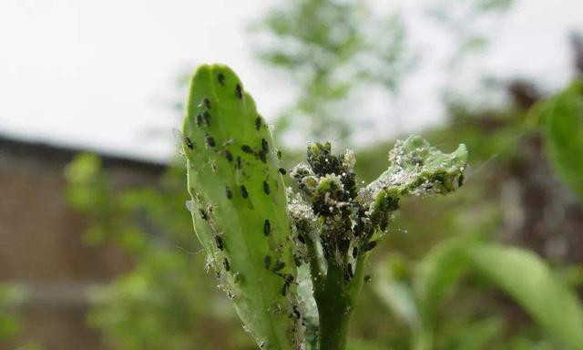 花卉为何容易起虫？起虫后为何不宜继续养殖？