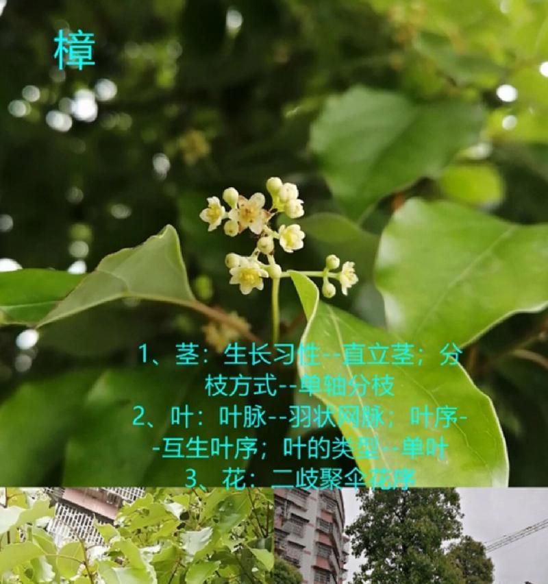 互生叶序的植物有哪些？它们的特点是什么？