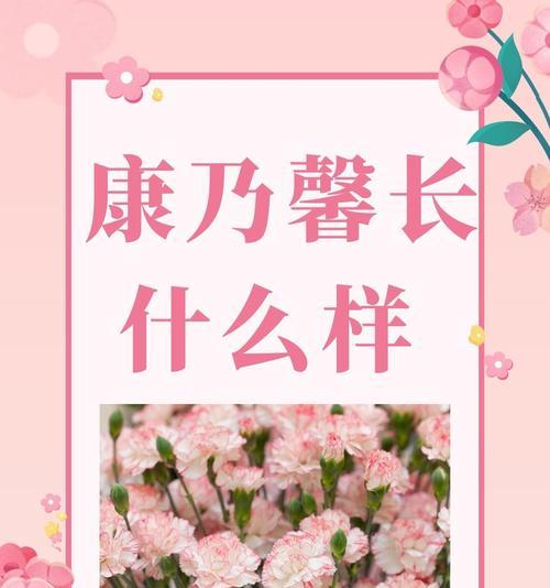 康乃馨象征着什么？