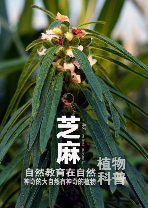 一年生草本植物有哪些特点？一年生草本植物的定义是什么？