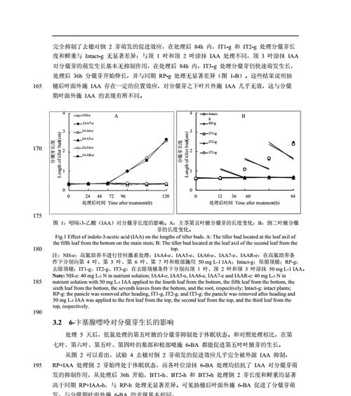 水稻分裂的含义是什么？水稻分裂现象对农业有何影响？