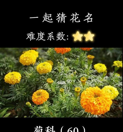 哪些花卉象征长寿？它们各自的花名是什么？