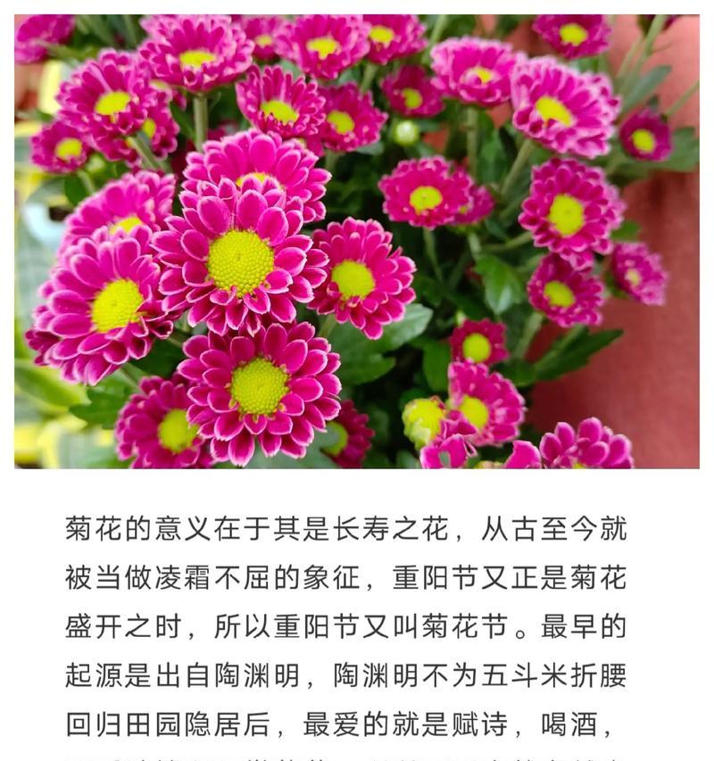 牡丹菊的花语和象征意义是什么？