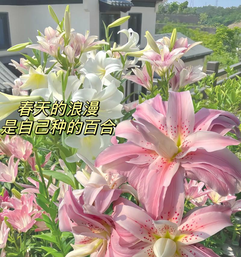 十朵玫瑰加十朵百合的花语是什么？