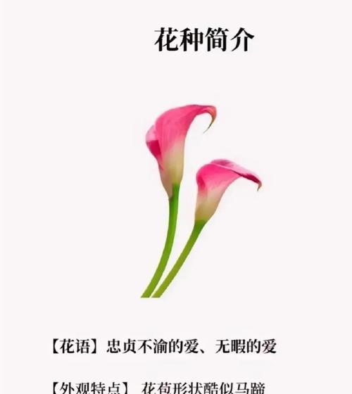 花语有什么用？如何正确解读花卉的语言？