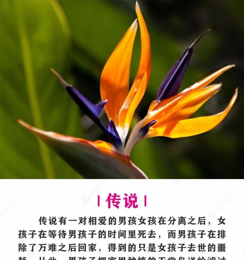 哪种植物象征和平？它的花语是什么？