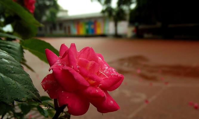 风雨中红色玫瑰花的含义是什么？