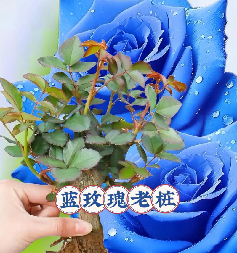 超蓝的玫瑰花代表了什么？它的含义是什么？