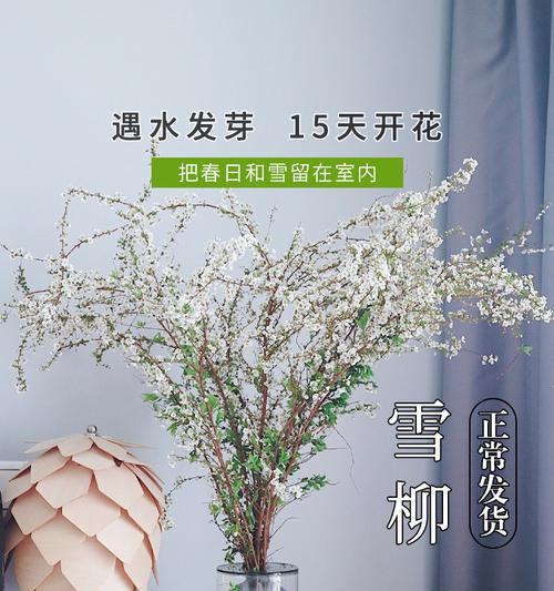 哪种干支花寓意最佳？