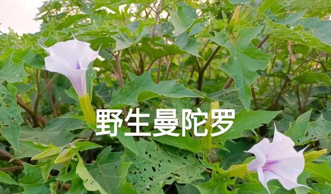 曼陀罗花的花语有哪些？曼陀罗在植物学中有何特殊意义？