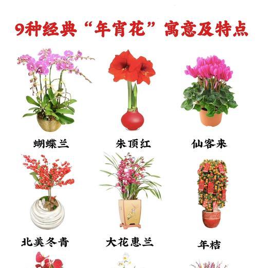 花卉娇艳的象征意义是什么？