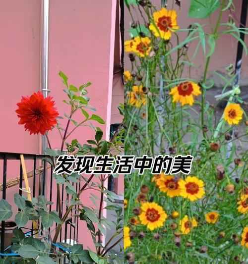 墙角插玫瑰花有什么象征意义？在墙角插玫瑰花的传统由来是什么？