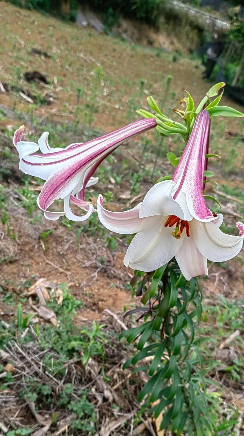 百合花寓意别称和雅称是什么？百合花还有哪些美好的别称？