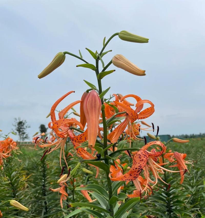 百合花寓意别称和雅称是什么？百合花还有哪些美好的别称？