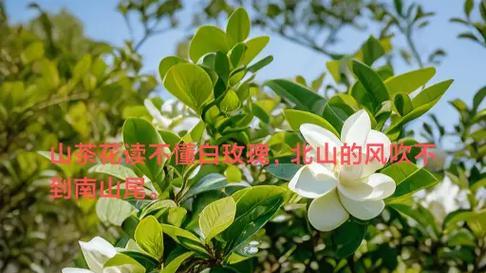 白玫瑰和山茶花有什么关系？白玫瑰代表山茶花的含义是什么？