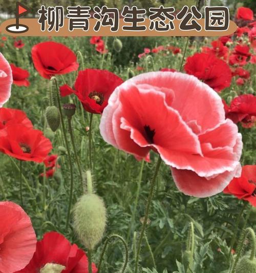 安徽有哪些花语花卉？