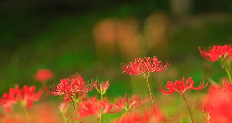 安徽有哪些花语花卉？