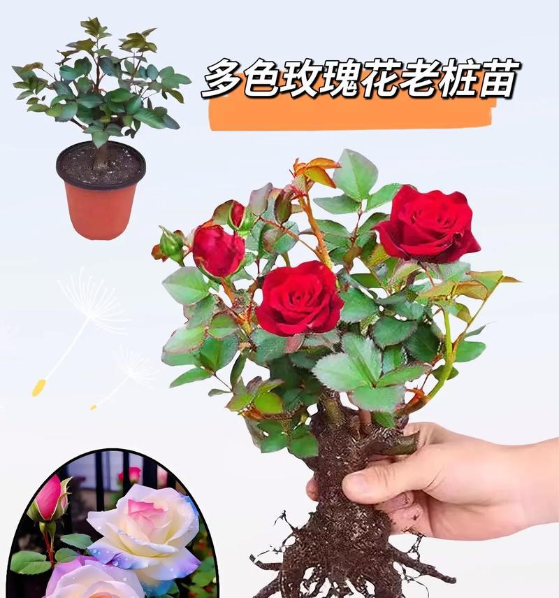 玫瑰花手串的寓意是什么？