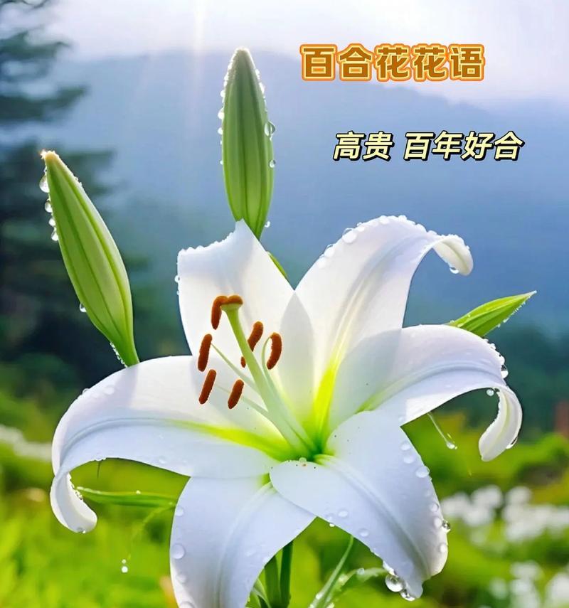 紫薇花的花语是什么？百合吧又是什么意思？