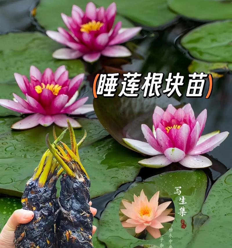 马生植物的特性是什么？