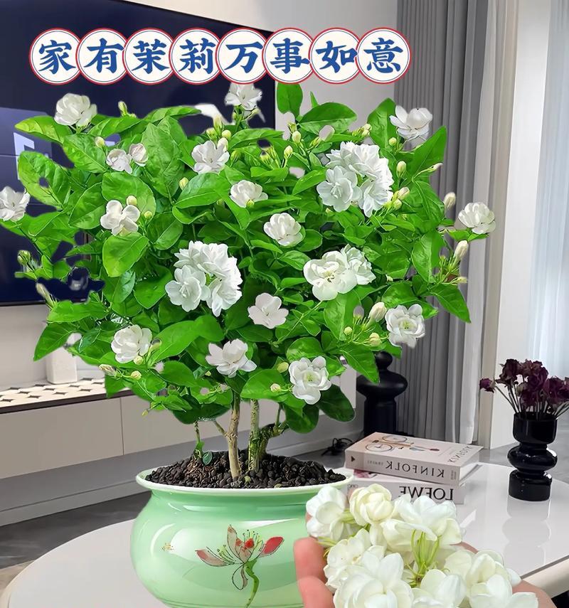 室内盆栽花卉中哪些带有香味？香型盆栽花卉的选择标准是什么？