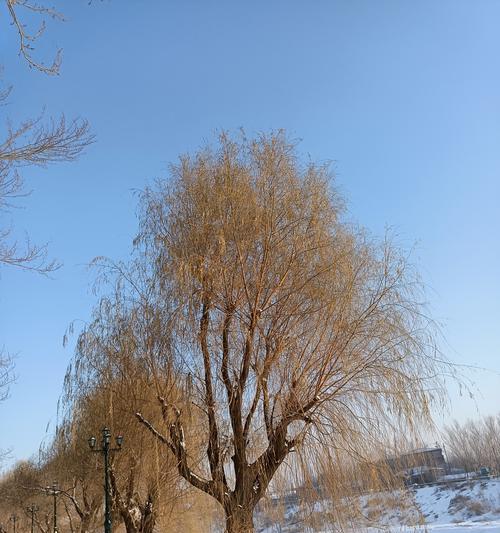 东北耐寒的花卉大棵树有哪些？这些花卉在东北如何越冬？