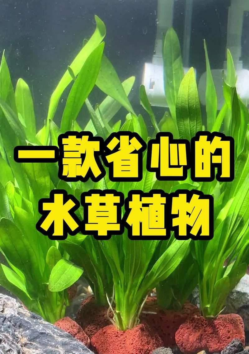 植物缸适合种植哪些植物？如何选择最佳植物？