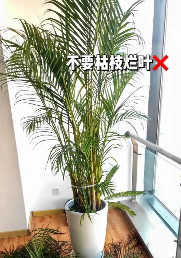 家里适合摆放哪些植物？