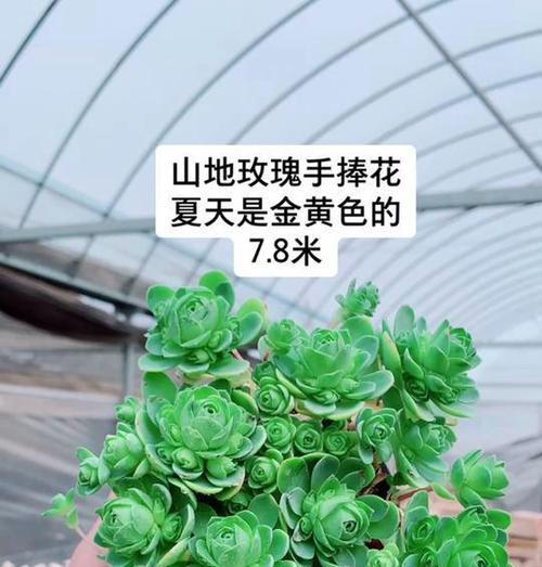 保山地区有哪些特色花卉？它们的生长条件是什么？