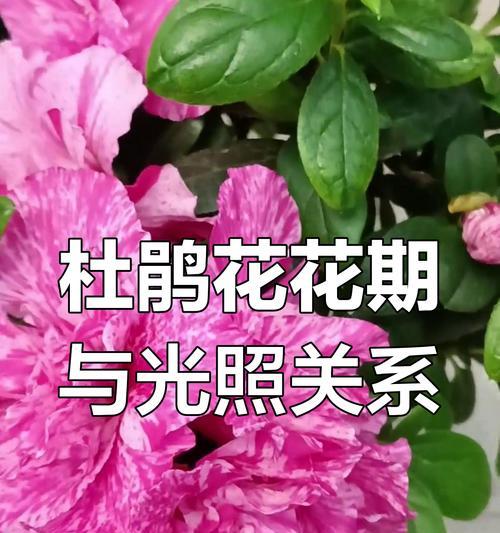 哪些花卉能承受暴晒？如何保证它们的生长健康？