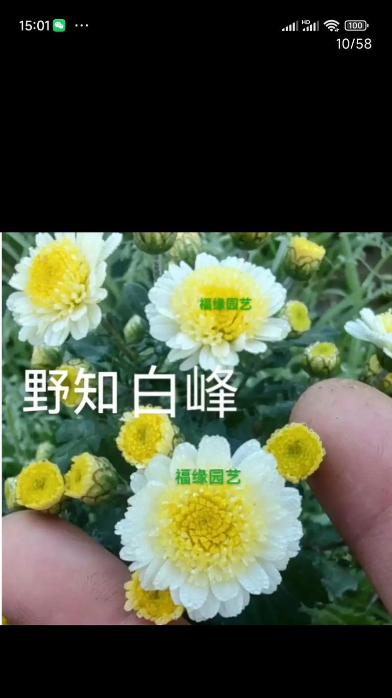 花卉混栽的品种选择有哪些？