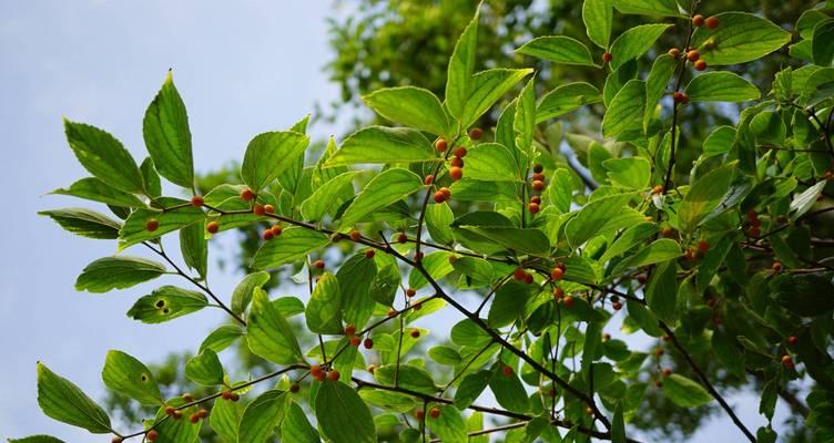 大棵木质花卉有哪些？这些花卉适合室内还是室外种植？