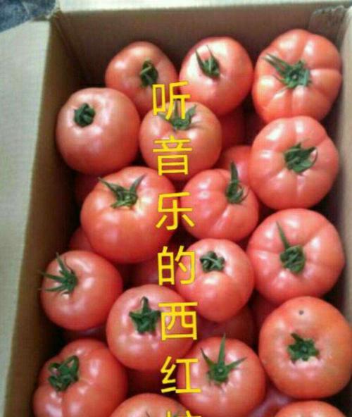 植物听音乐有哪些好处？应该选择什么样的音乐？