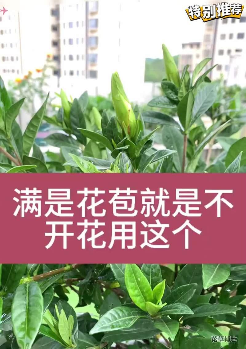 持续开花的花卉需要补充哪些肥料？如何正确施肥？