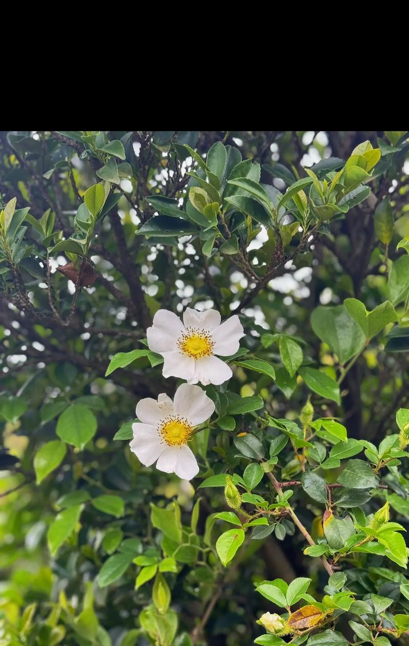 植物的用途有哪些？它们在日常生活中的应用是什么？