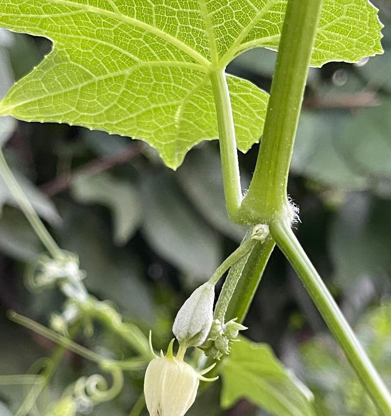 佛手瓜有什么寓意和花语？象征意义和花语又是什么？