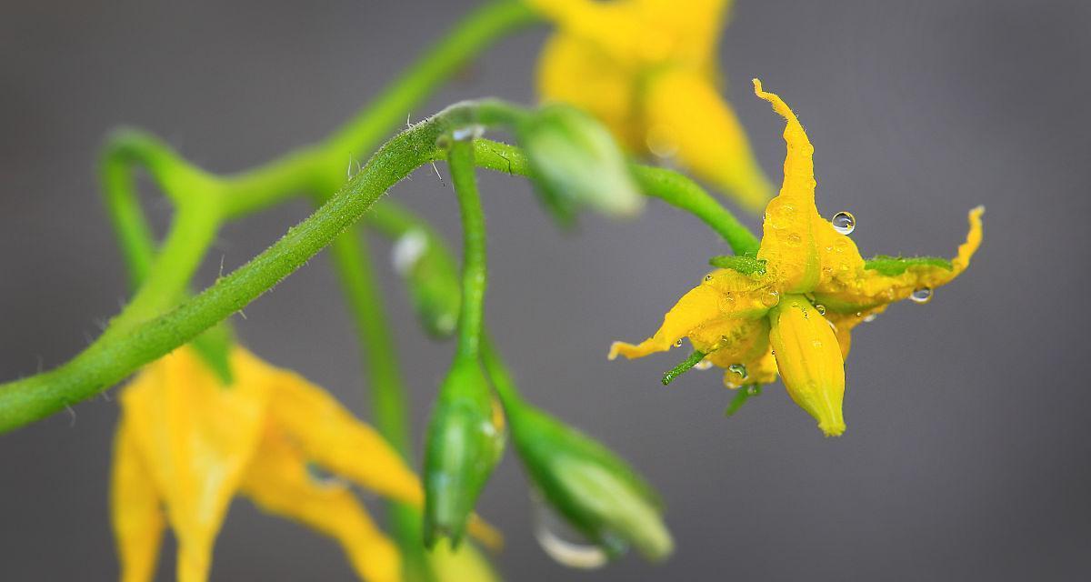 番茄花的花语是什么？番茄花象征着什么？